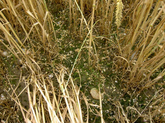 Sucho dostalo americké zemědělské pojišťovny do ztráty