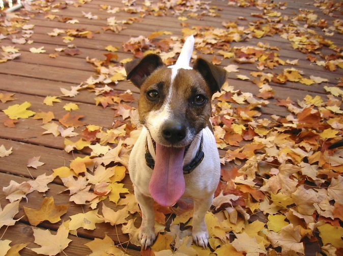 Česká pojišťovna registruje nejvíce nehod se zvířaty v říjnu