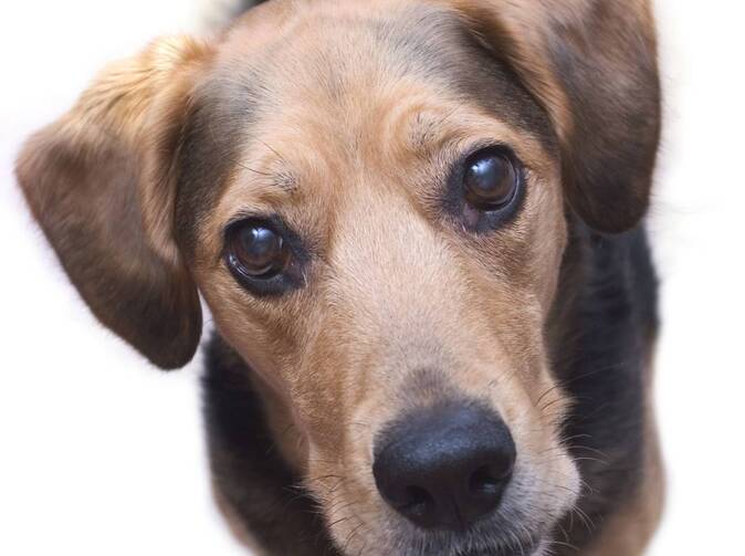 VIDEO: Letecké psí kusy..