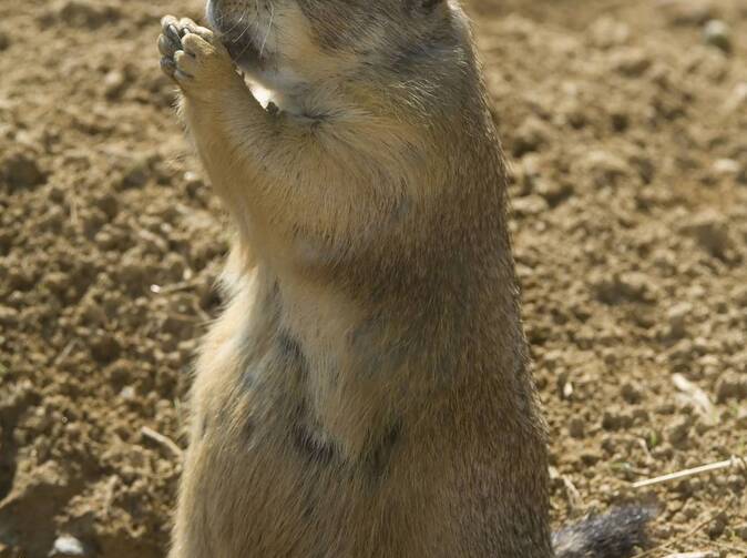 Náklady za poškození životního prostředí lze hradit z pojištění