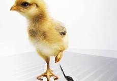 Jedenadvacet případů ptačí chřipky v Číně