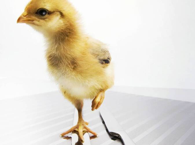 Jedenadvacet případů ptačí chřipky v Číně