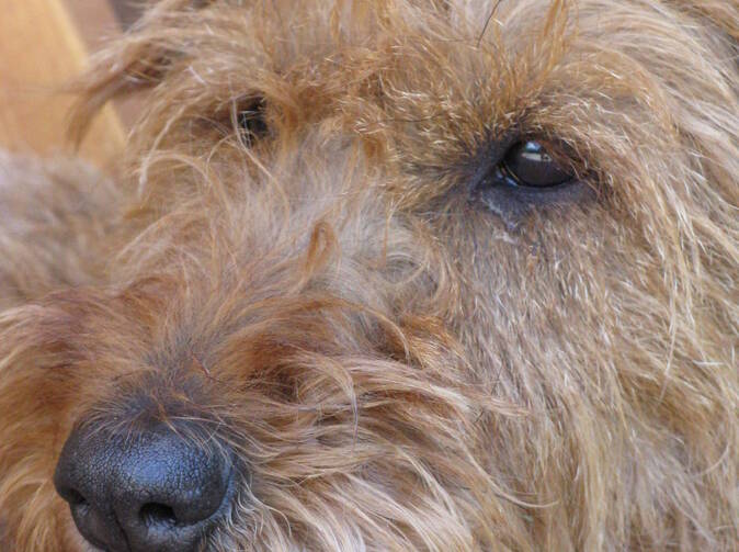 Krátce: Psi pomohou při zjištění pojistných podvodů