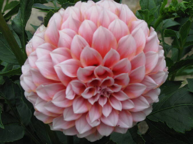 AEGON Invest & Live vyhrál cenu Pojišťovací inovátor 2009