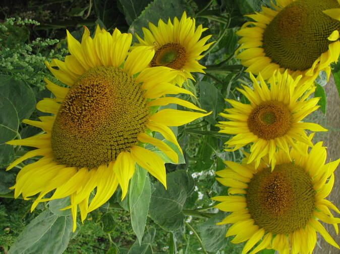 Jednorázové životní pojištění FLEXI PREMIUM 133