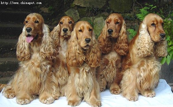 Pojistné podvody, týkající se psích mazlíčků, raketově vzrostly