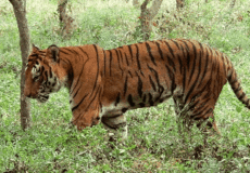 Pražská ZOO je pojištěna – i pro případ povodně!