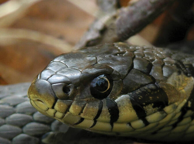 Užovka zasáhla proti pojistným podvodům