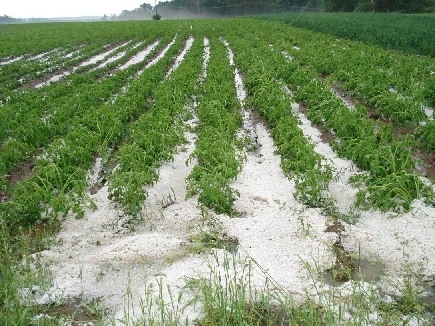 Kooperativa eviduje další tisíce škod po víkendových bouřkách