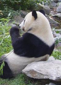 Uniqa pojistila medvídka pandu pro bezpečný návrat do Číny