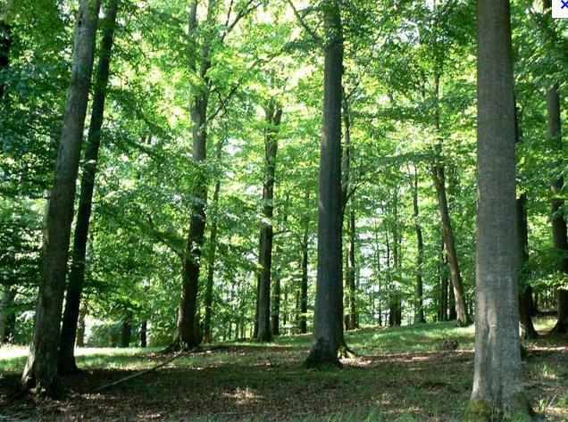 Lesy lze pojistit, pomůže to s náklady na znovuosázení