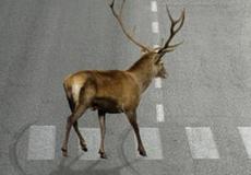 
			Za neohlášenou srážku se zvěří hrozí pokuty