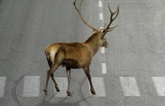 Řidiči pozor, jeleni!