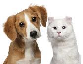 Vyplatí se pojistit i domácícho mazlíčka?