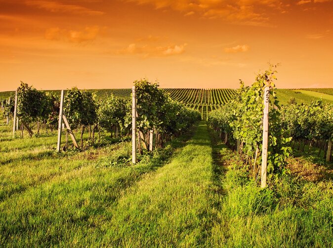 Pojištění vinic, produkt, který by chtěl pojišťovat každý