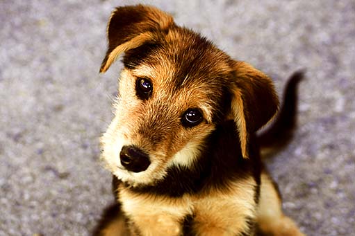 Kdo má odpovědnost za psa?