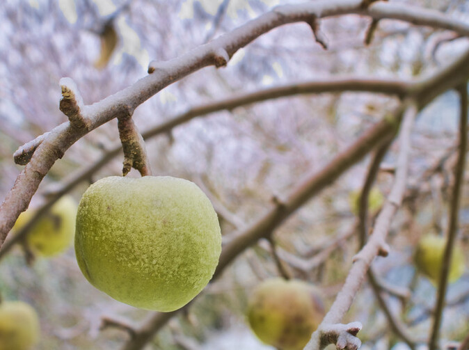 Jak se daří specializované pojišťovně Gartenbau-Versicherung? 