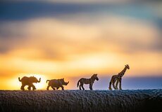 Pohled do dálky… Vývoj pojistného trhu v Jižní Africe