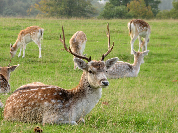 Rakouská jatka: Kolize se zvěří každých sedm minut