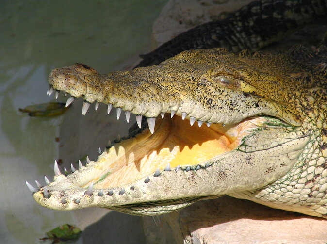 UNIQA: Perličky z letošních škodních hlášení našich klientů