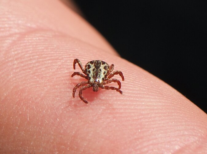 Klíšťová encefalitida na vzestupu. Chraňte se očkováním a pojištěním