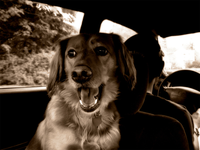 Crash test od Allianz ukazuje proměnu psa v hrocha