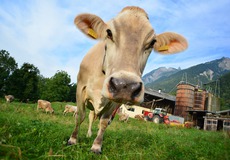 
			Změna klimatu: Jak se vede německým zemědělským pojistitelům?