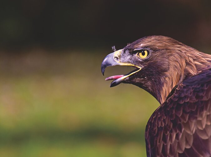 AMLA: Nový orgán dohledu pro boj proti praní peněz a financování terorismu 