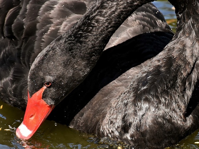 Nálet černých labutí aneb jaká rizika by mohla překonat COVID-19?
