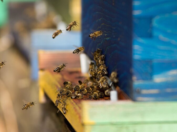 Včelka od Slavia pojišťovny pomůže českým včelařům