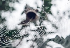 K přechodu pojistitelů na udržitelnost je nezbytná podpora orgánů dohledu