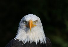 Právní obavy ohledně předávání osobních údajů do USA