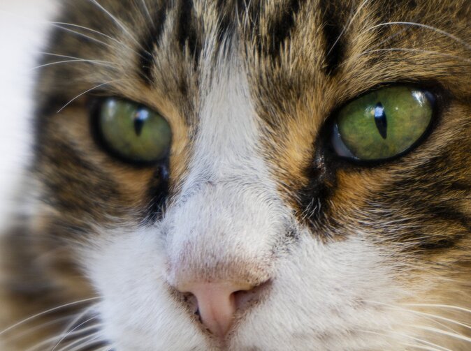 Priority Národní asociace pojišťovacích komisařů v oblasti regulace v roce 2023