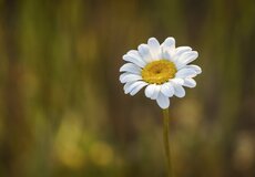 World Happiness Report 2020: Jaké země světa jsou nejšťastnější?