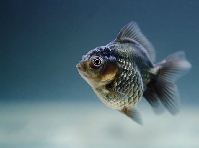 Investice do InsurTechu překročily letos už hranici 10 miliard dolarů