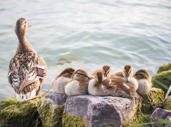 Úbytek narozených pokračoval