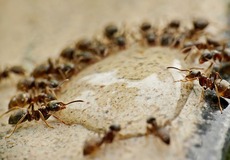 2024: Talanx vykázal čistý zisk 25 %. Skupina MAPFRE nezůstala pozadu