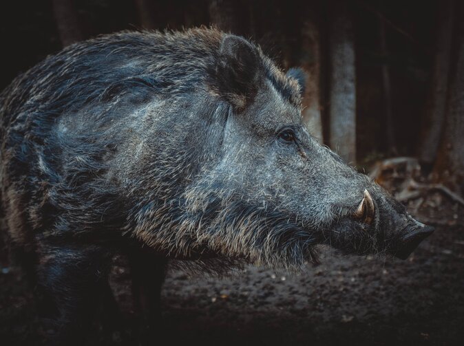 Německo: Pojistitelé likvidují denně 800 nehod způsobených střetem se zvěří  