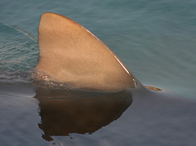 Video: Drastický záznam. Žralok sežral v Egyptě ruského turistu