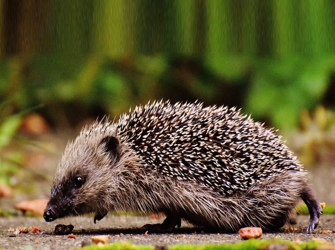 CRIF: V lednu začalo podnikat 7 731 lidí. Nejvíce za posledních 12 měsíců