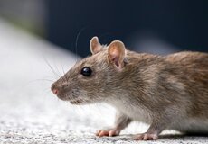 V souvislosti s povodněmi hlásí hygiena první případ leptospirózy