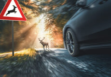 UNIQA: Pozor na podzimní střety aut se zvěří