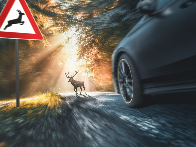 UNIQA: Pozor na podzimní střety aut se zvěří 