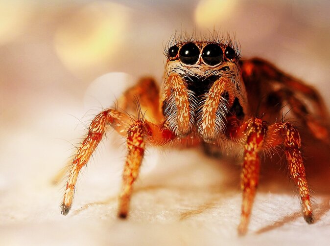 Poplach pro sektor pojišťovnictví: Pavoučí hackeři útočí 