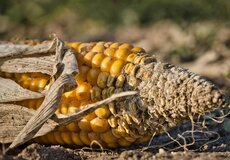 SmartSucho+: Pojištění sucha, které konečně měří realitu férově a moderně