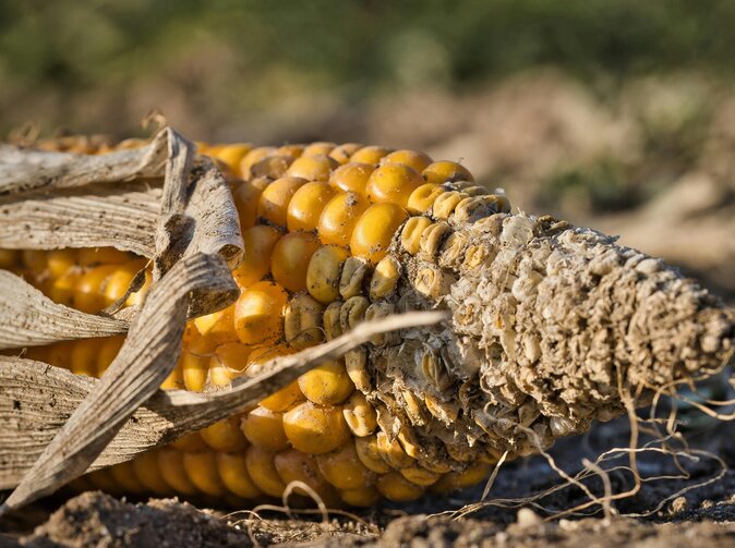 SmartSucho+: Pojištění sucha, které konečně měří realitu férově a moderně